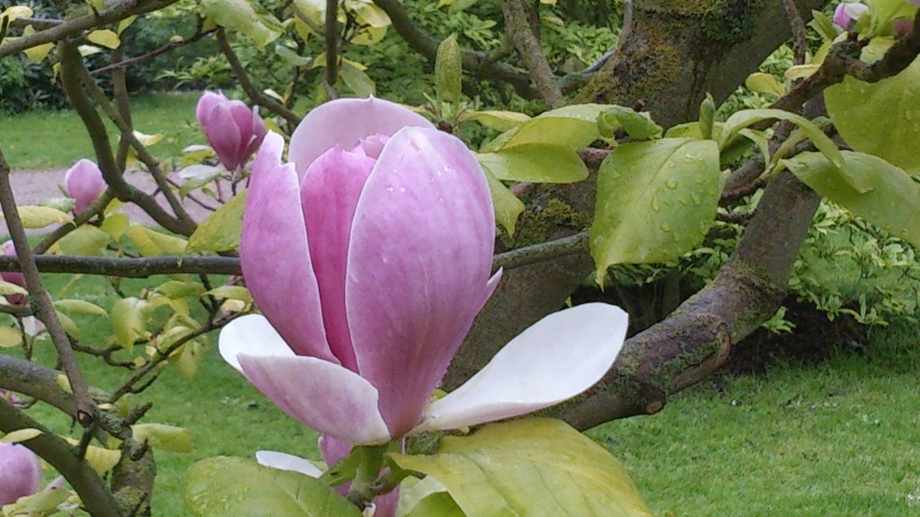 Magnolia i Norra Promenaden